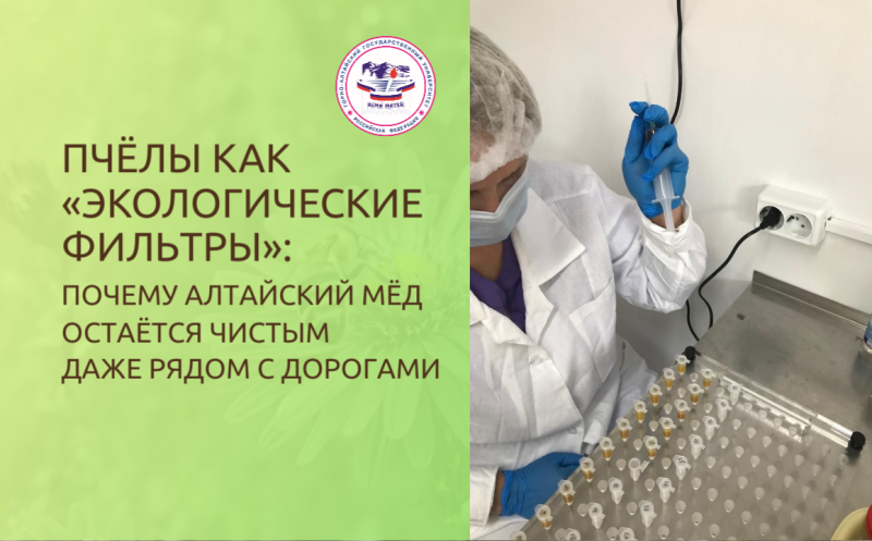 Пчёлы как «экологические фильтры»: почему алтайский мёд остаётся чистым даже рядом с дорогами