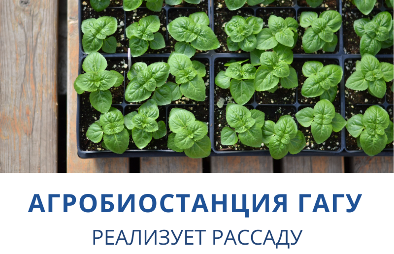 Агробиостанция ГАГУ реализует рассаду