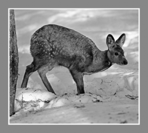Красная книга Республики Алтай и роль Горно-Алтайского государственного университета в ее создании